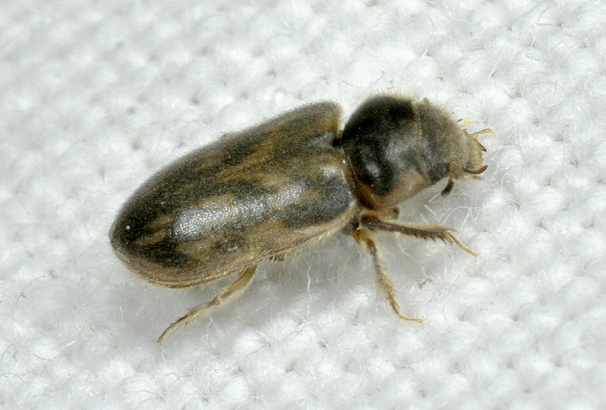 Heteroceridae: Heterocerus fenestratus